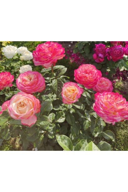 Троянда чайно-гібридна Ювілей Кордеса